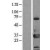 Western Blot: 14-3-3 eta Lysate [NBL1-17950] - Western Blot experiments. 
Left-Control; Right -Over-expression Lysate for YWHAH